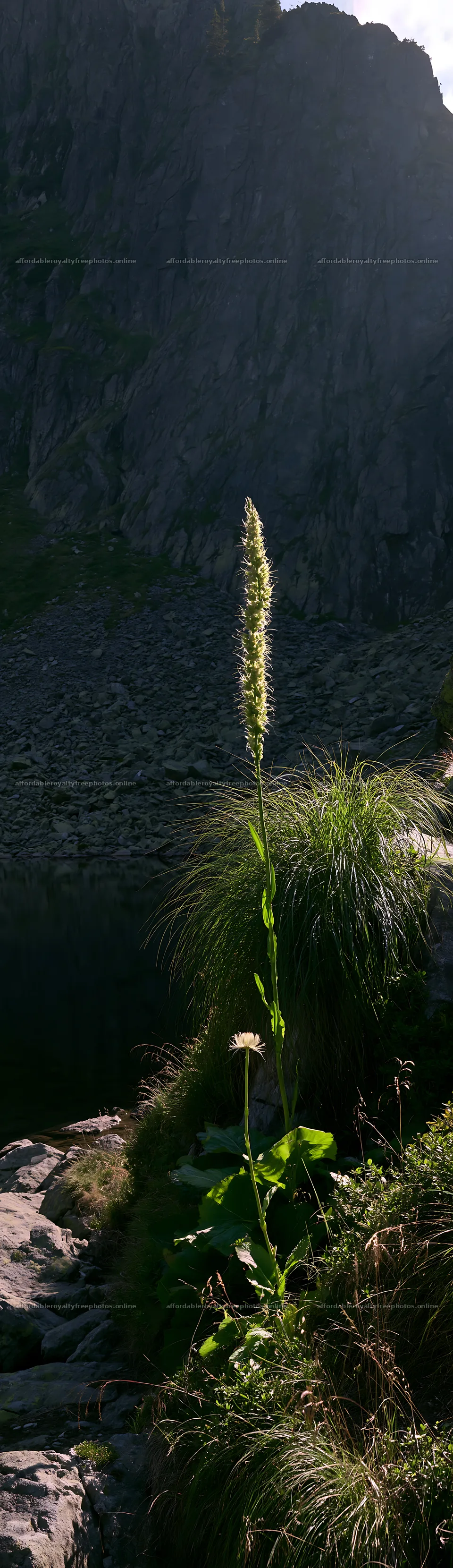 Tall plant growing by a rocky water edge in a natural – royalty-free photos 4268x14762