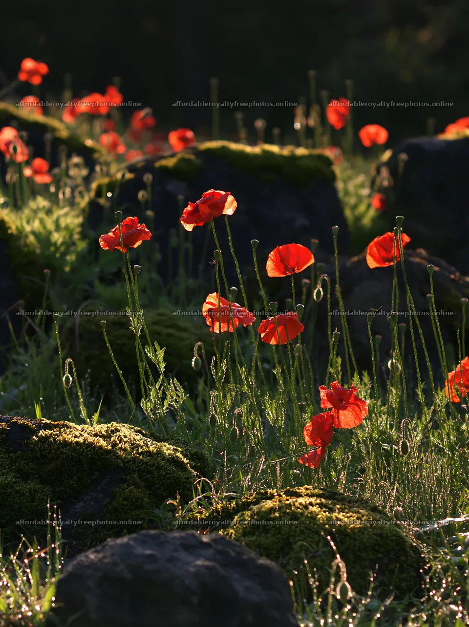 Miyagi spring recovery meadow mossy stone with flowers – royalty-free photos 6866x9174