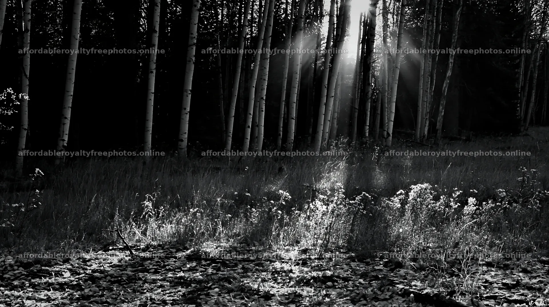 Crepuscular rays shine through trees in a meadow – royalty-free photos 10608x5938