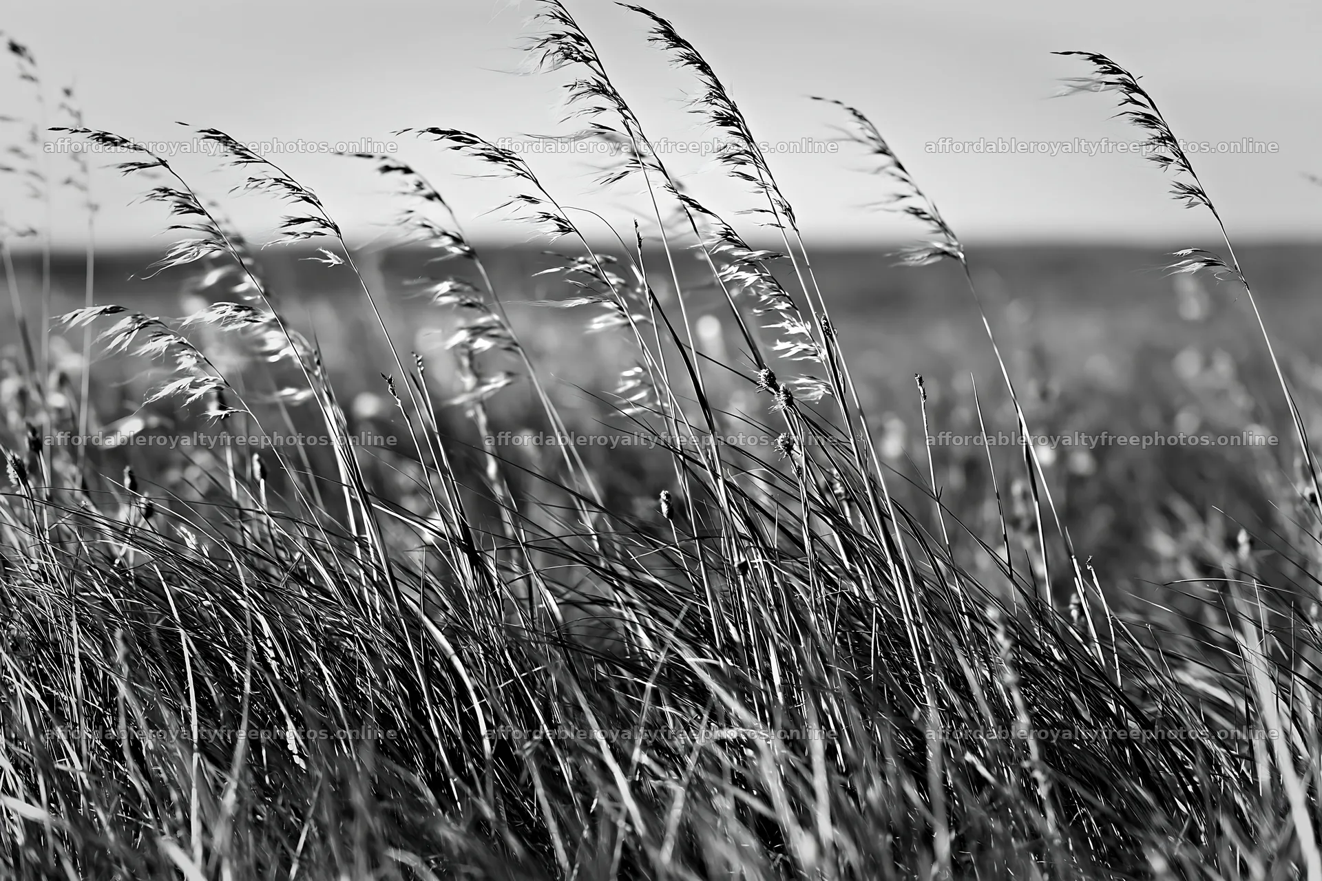 Meadow grass swaying in the wind under a cloudy sky – royalty-free photos 9722x6480