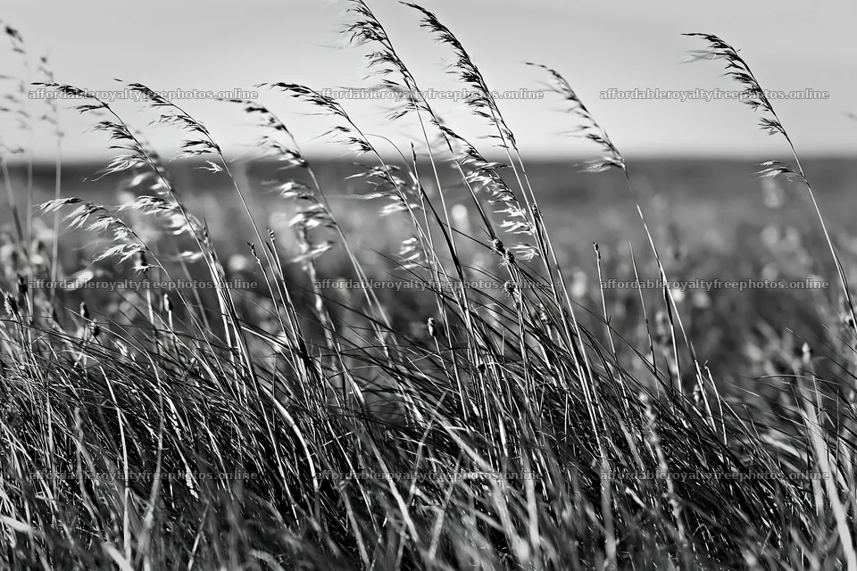Meadow grass swaying in the wind under a cloudy sky – royalty-free photos 9722x6480