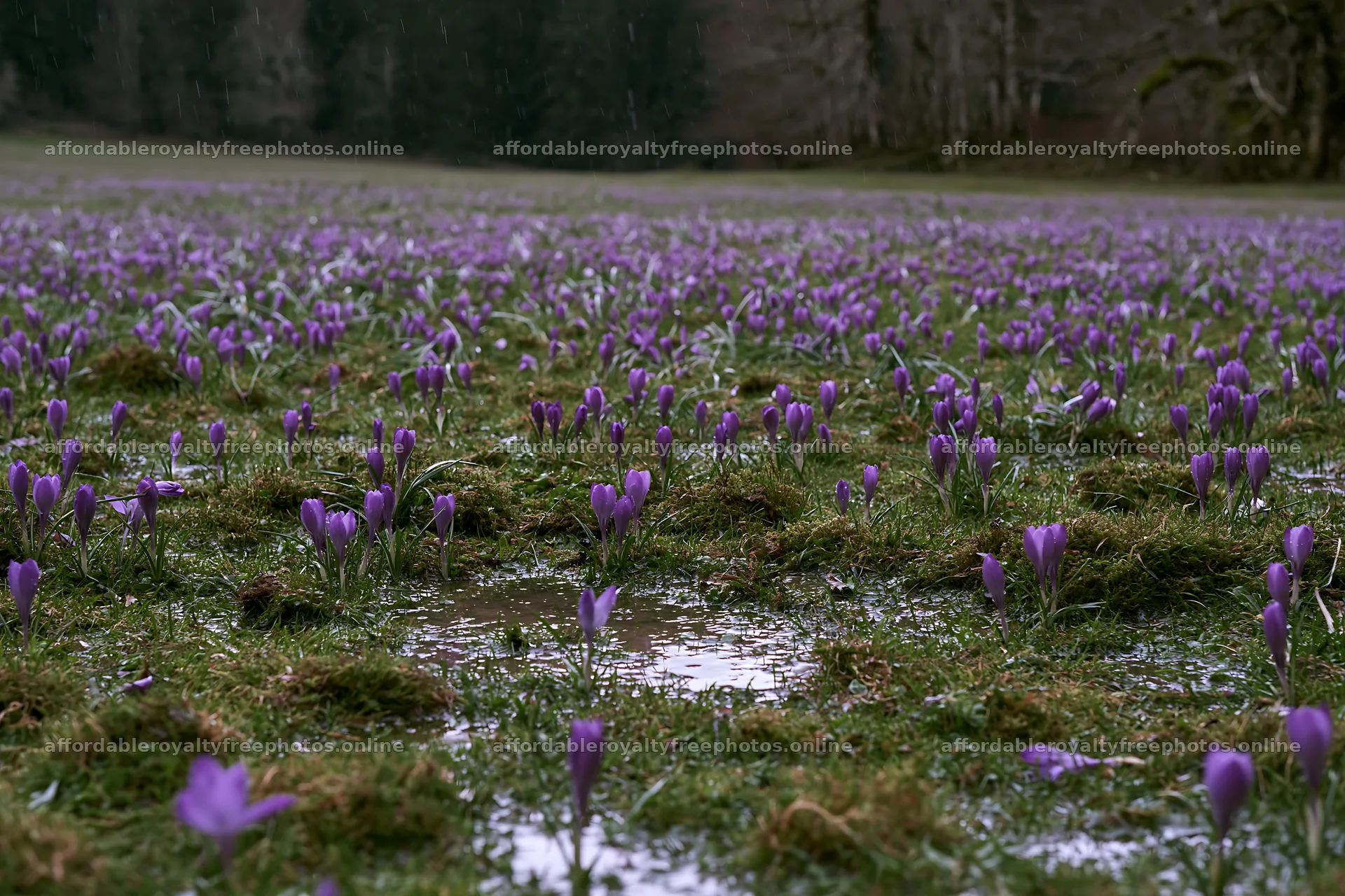 Crocuses blooming in a meadow with puddles – royalty-free photos 9722x6480