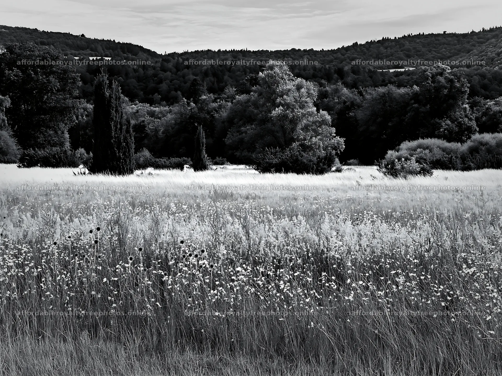 Sainfoin chicory meadow with trees in black and white – royalty-free photos 9174x6866