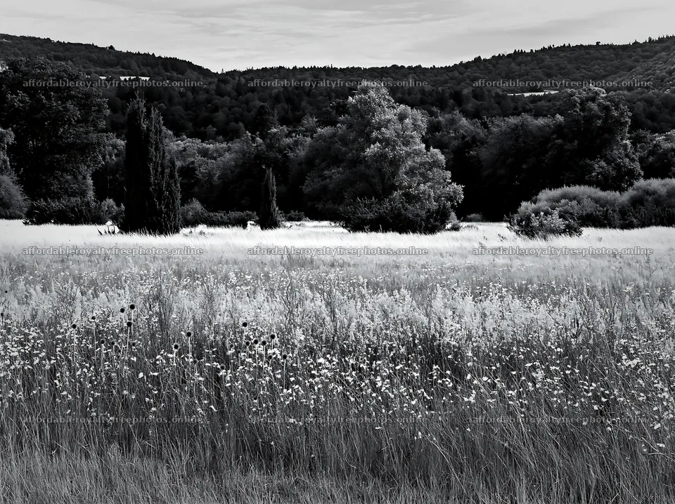 Sainfoin chicory meadow with trees in black and white – royalty-free photos 9174x6866