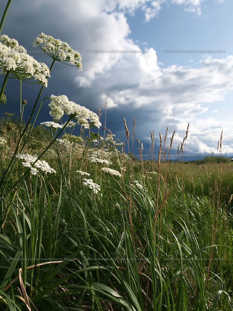 Saga floodplain meadow with reed foreground and cloudy – royalty-free photos 6866x9174