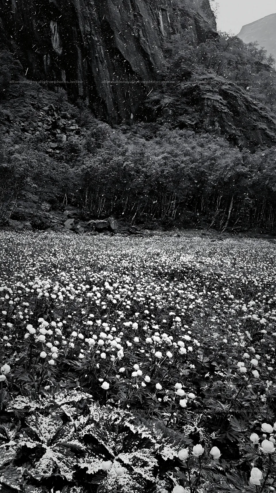 Meadow with white flowers under crags in monochrome – royalty-free photos 5938x10608
