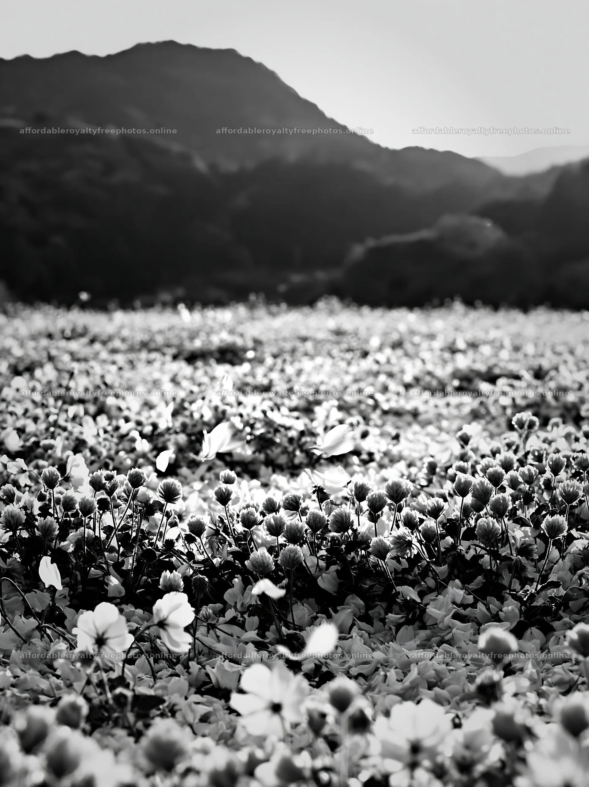 Fallen blossoms in Fukuoka spring meadow with distant – royalty-free photos 6866x9174