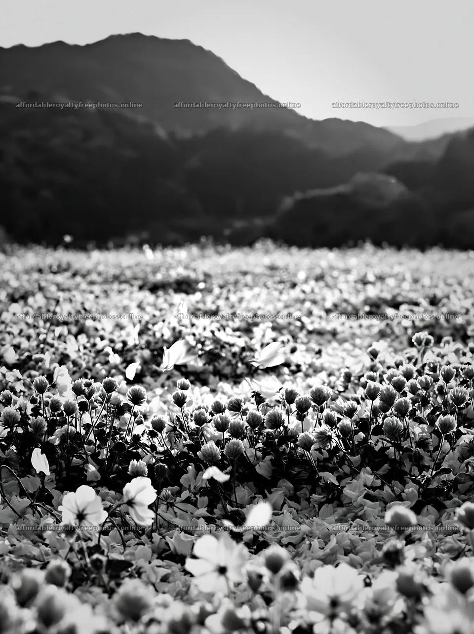 Fallen blossoms in Fukuoka spring meadow with distant – royalty-free photos 6866x9174