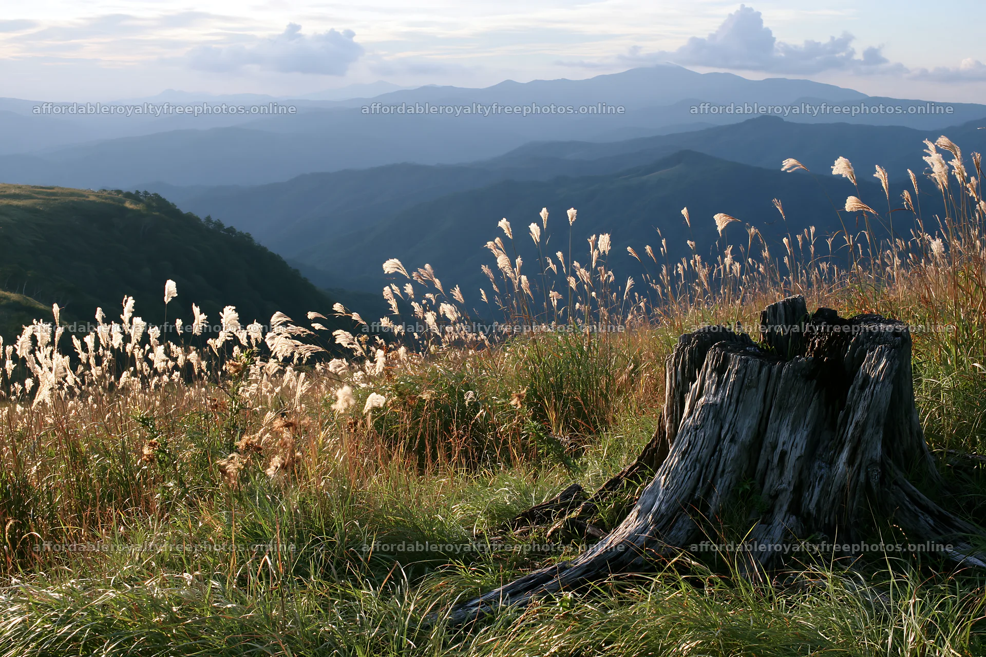 Fukushima native meadow with weathered stump – royalty-free photos 9722x6480