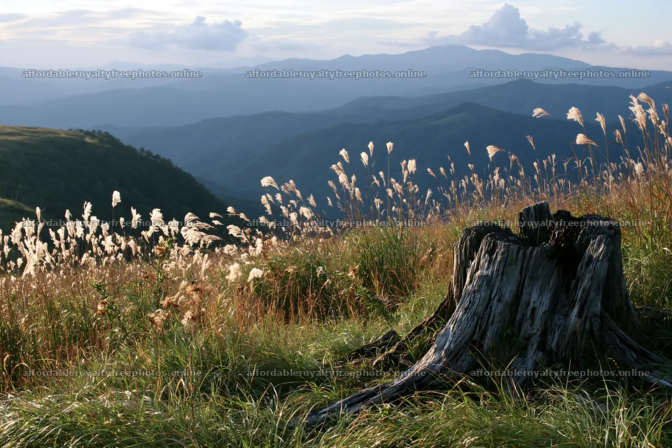 Fukushima native meadow with weathered stump – royalty-free photos 9722x6480