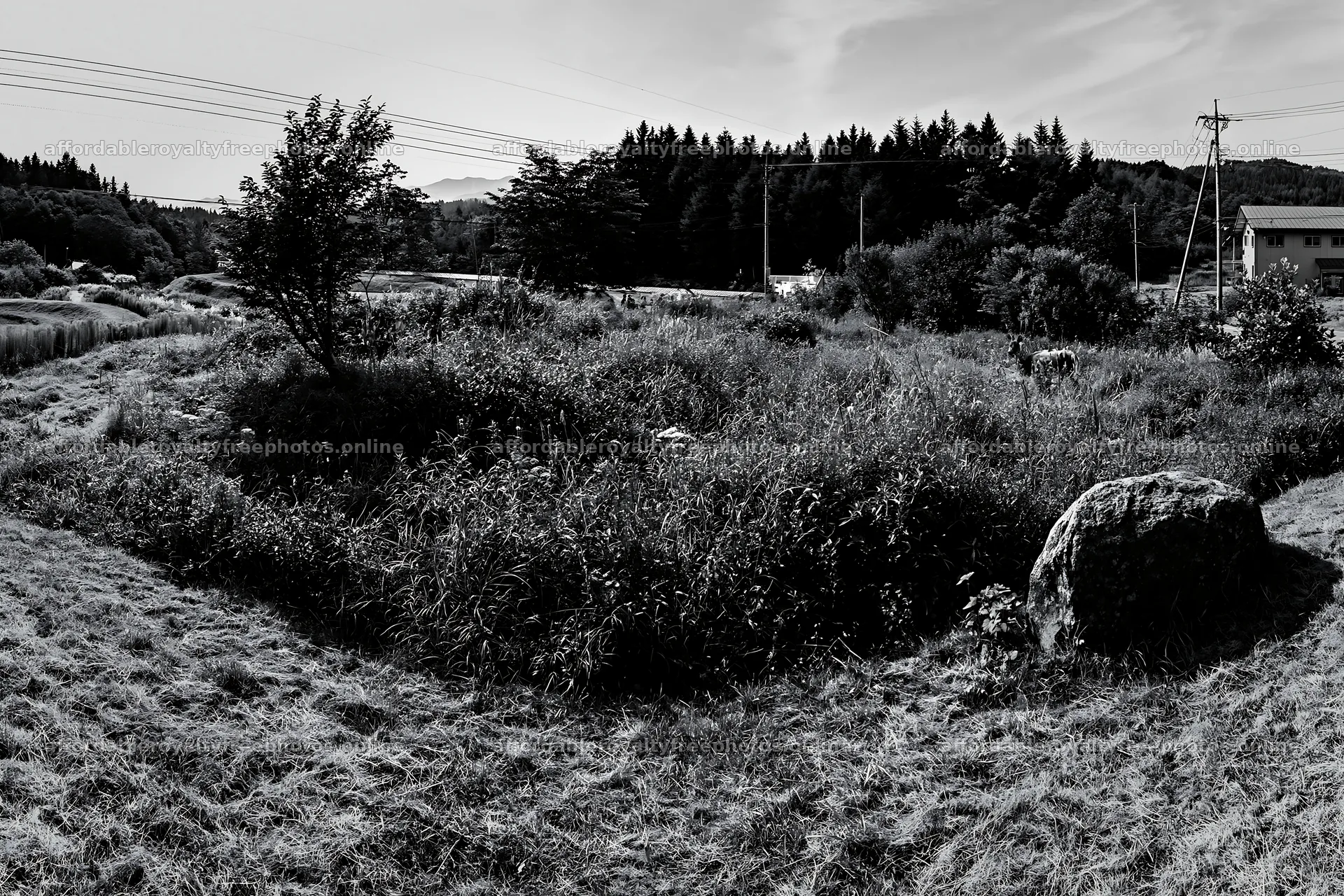 Aomori climate resilient meadow with boulder – royalty-free photos 9722x6480