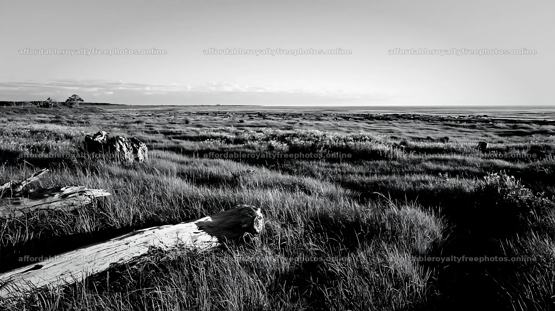 Chiba coastal climate meadow with driftwood in the – royalty-free photos 10608x5938