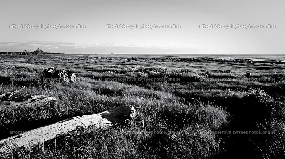Chiba coastal climate meadow with driftwood in the – royalty-free photos 10608x5938
