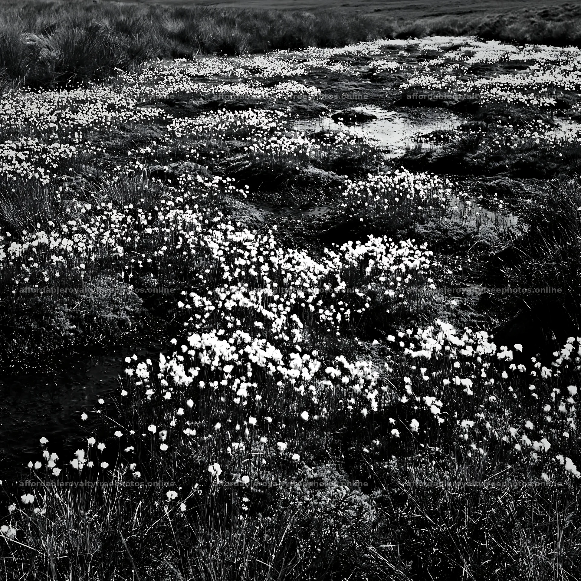 Cottongrass meadow glow under clear sky – royalty-free photos 7938x7938