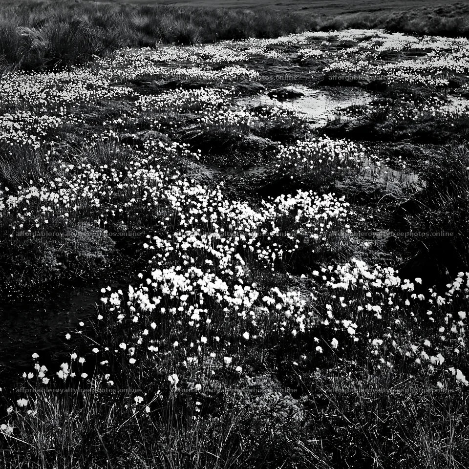 Cottongrass meadow glow under clear sky – royalty-free photos 7938x7938