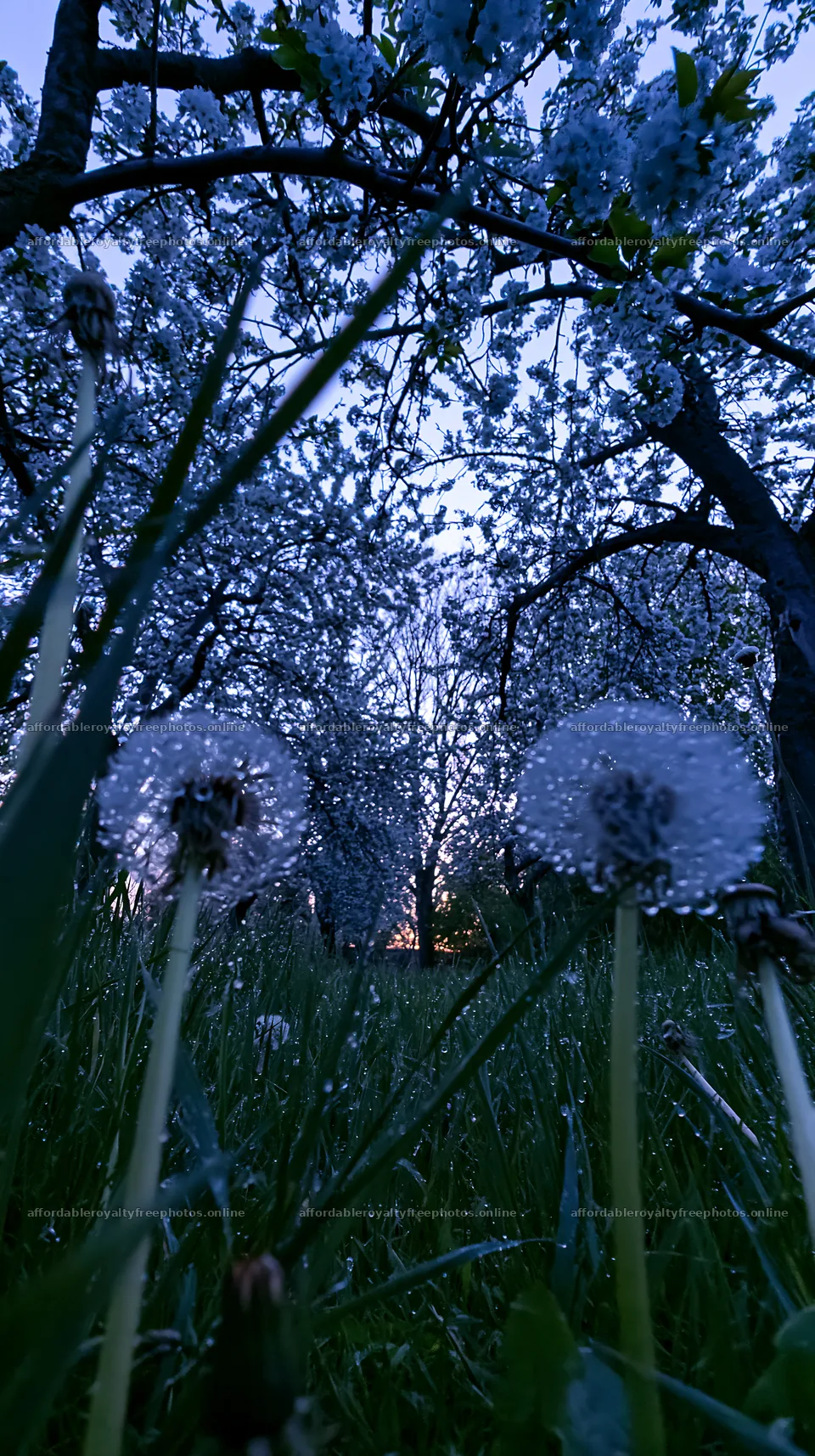 Spring orchard meadow with dew and blooming flowers – royalty-free photos 5938x10608