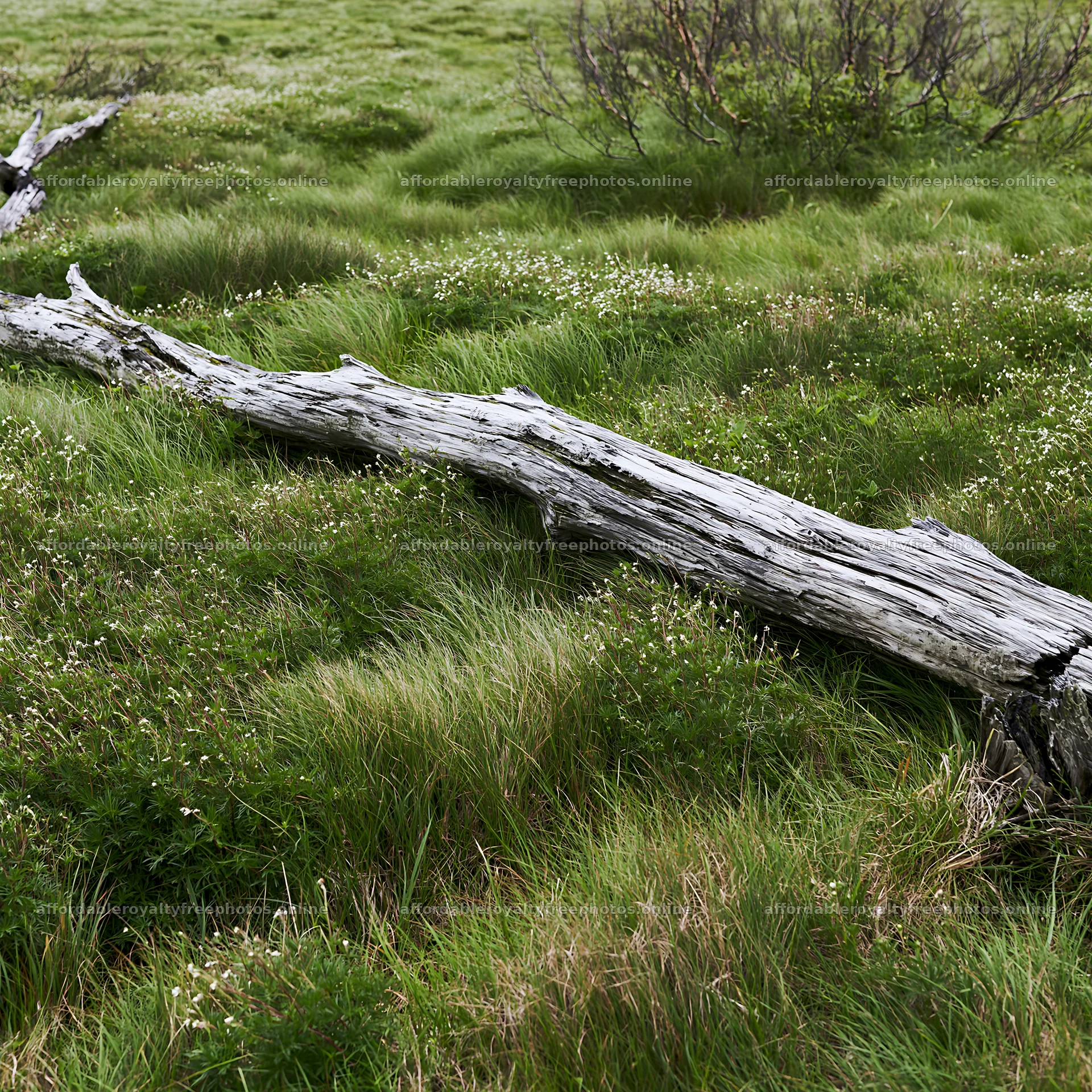 Weathered log lying in a green meadow under overcast sky – royalty-free photos 7938x7938