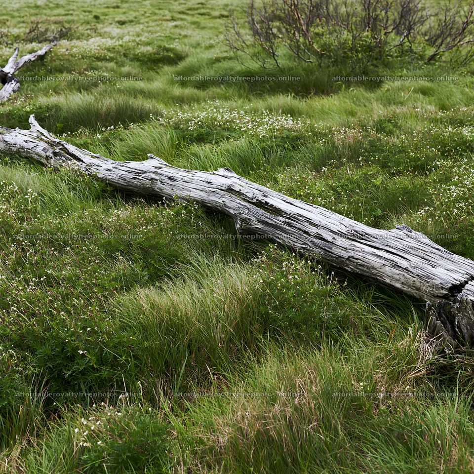 Weathered log lying in a green meadow under overcast sky – royalty-free photos 7938x7938