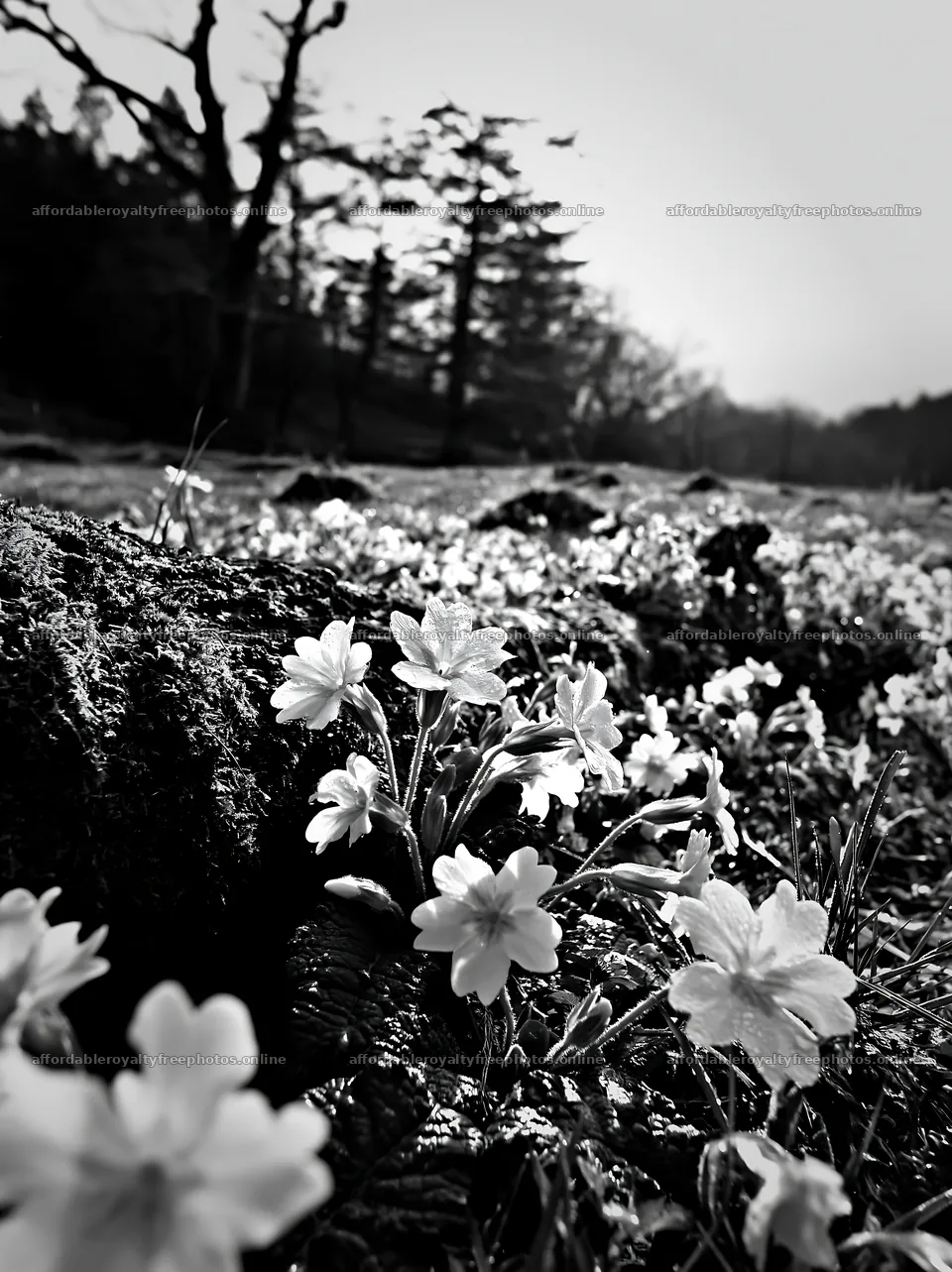 Gifu low carbon meadow mossy log with flowers in – royalty-free photos 6866x9174