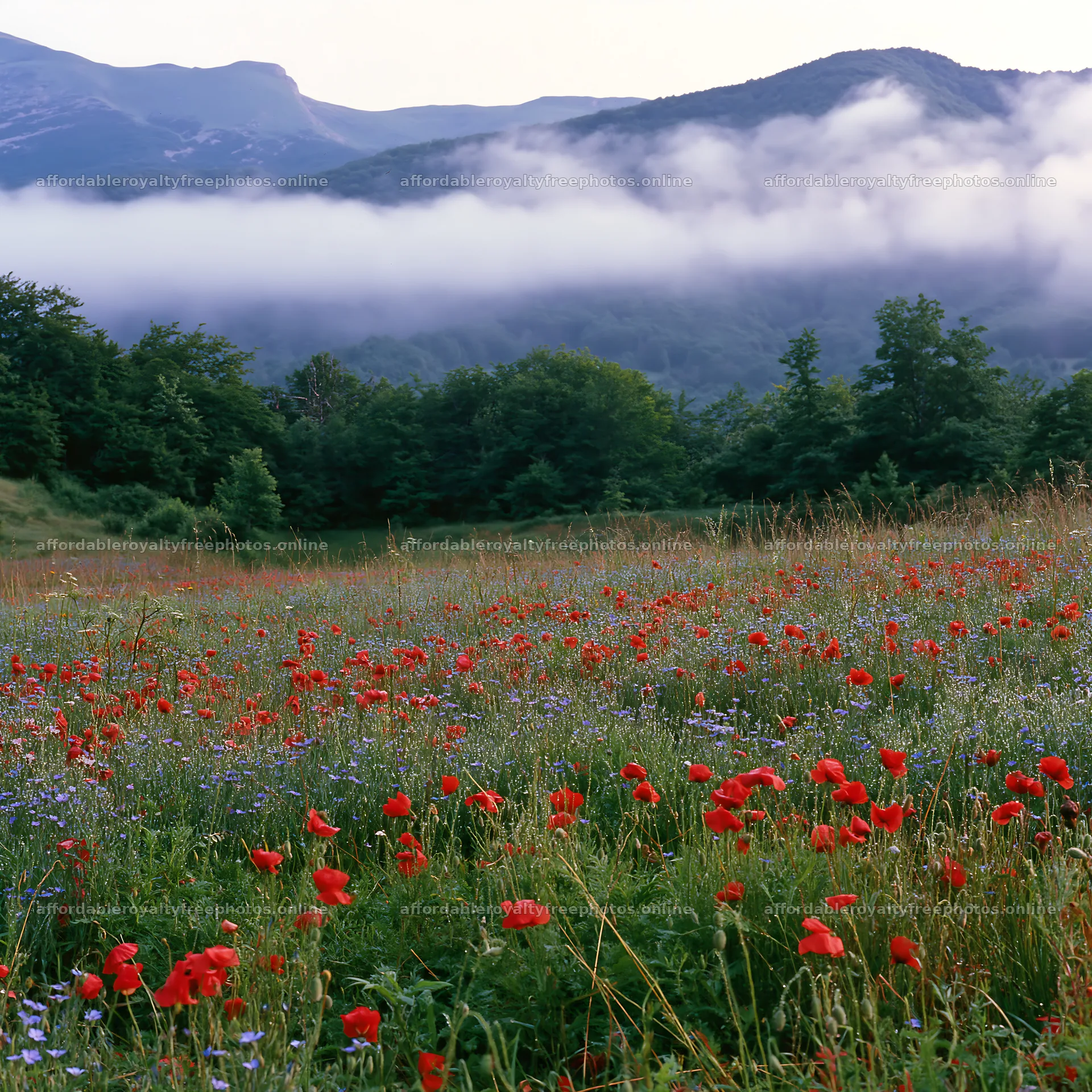 Poppy and flax meadow with mountains and clouds in the – royalty-free photos 7938x7938