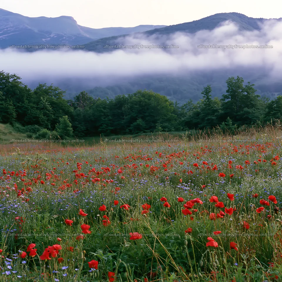 Poppy and flax meadow with mountains and clouds in the – royalty-free photos 7938x7938
