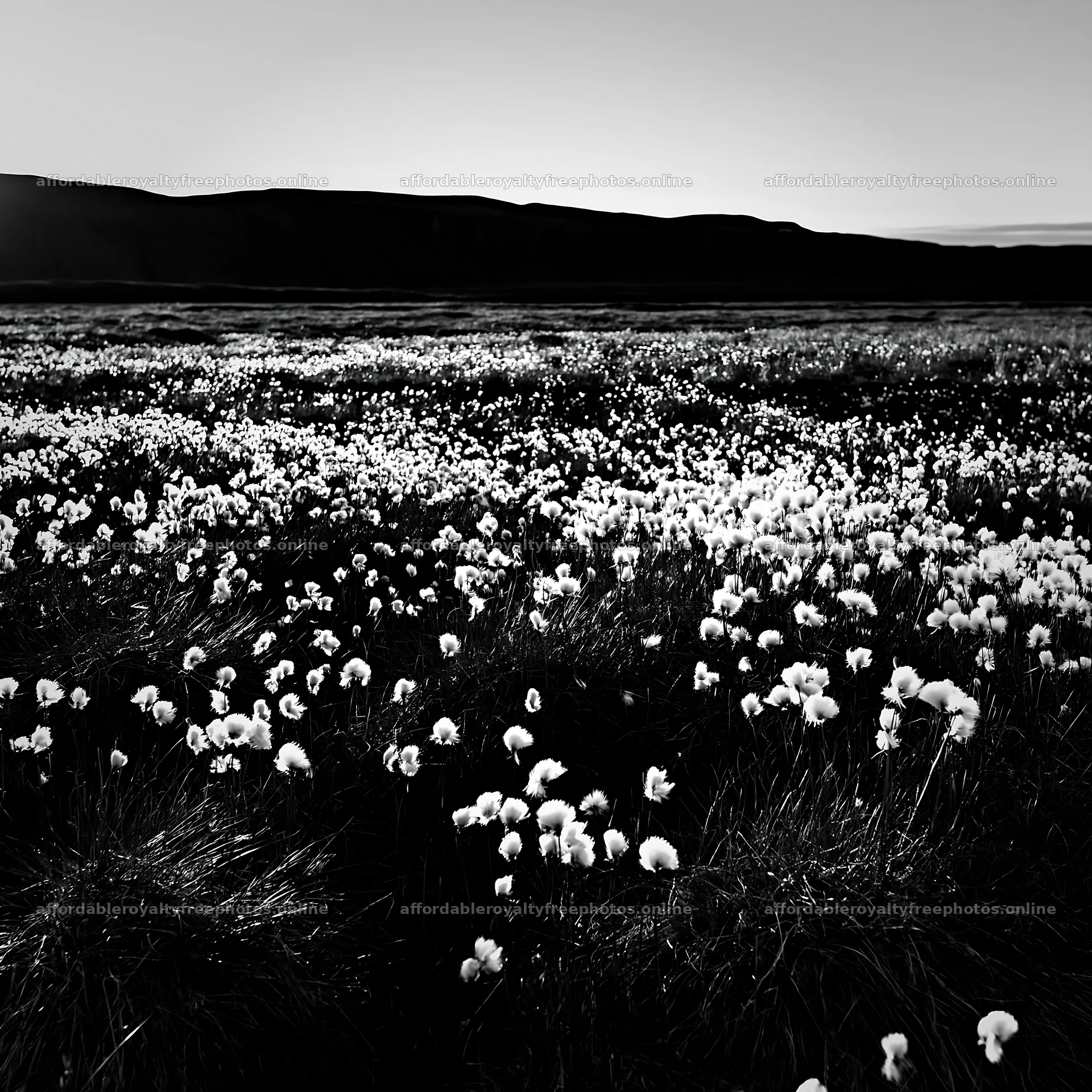 Cottongrass meadow glow at sunset in open landscape – royalty-free photos 7938x7938