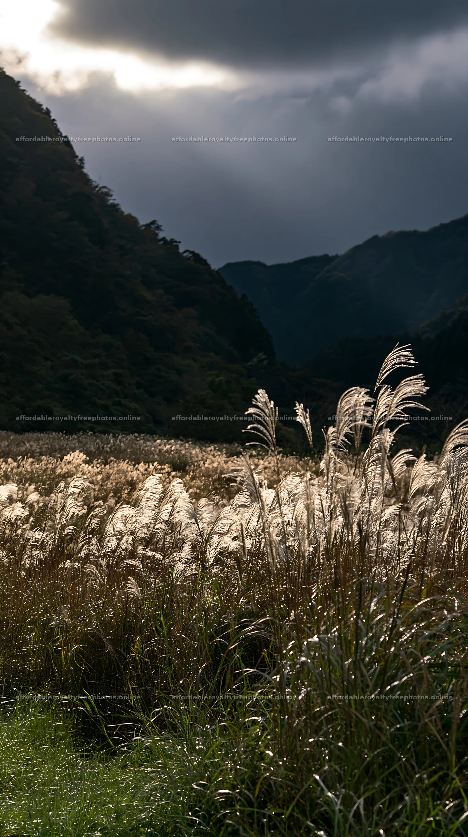 Wakayama autumn meadow with weathered wood in foreground – royalty-free photos 5938x10608