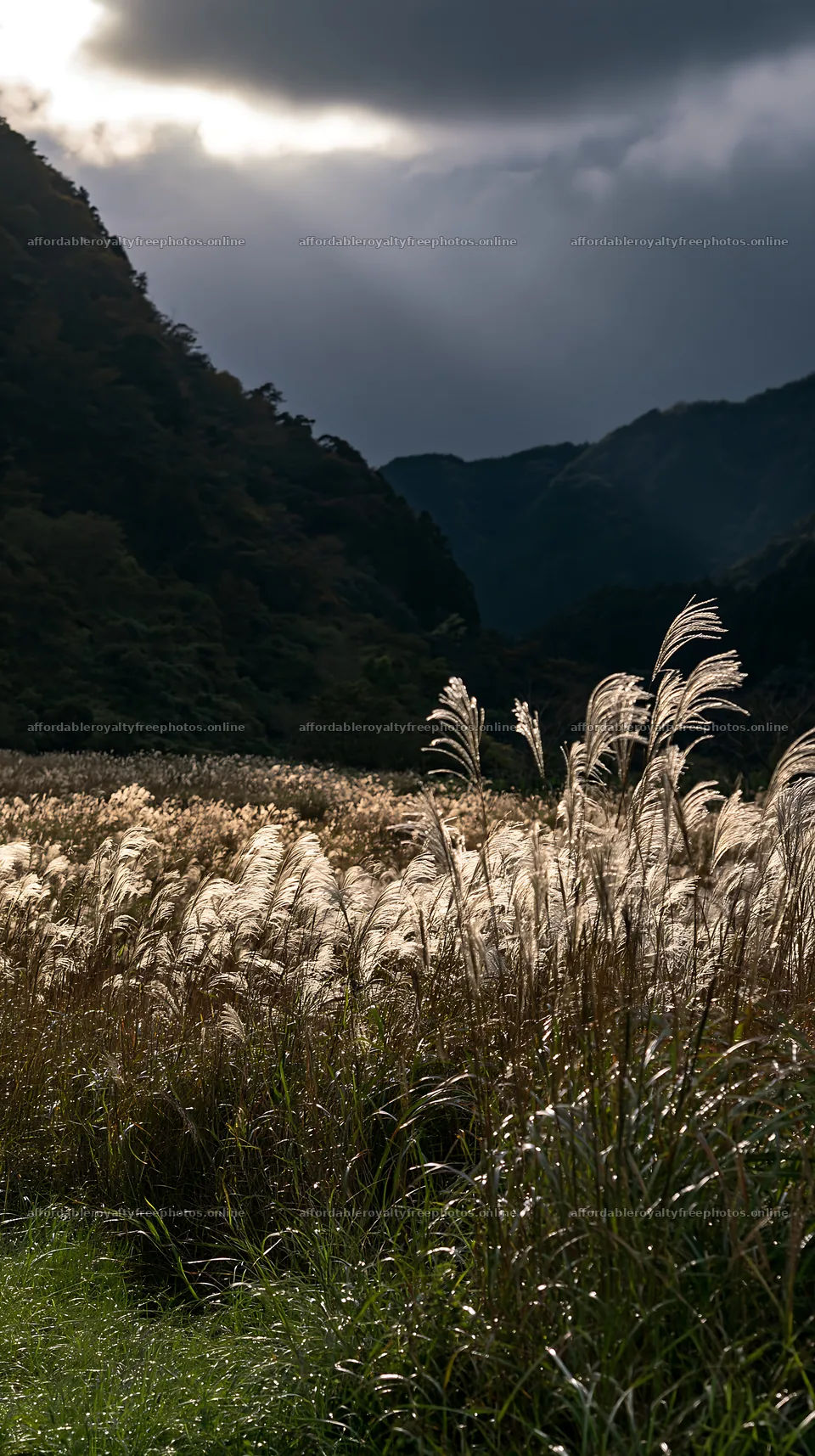Wakayama autumn meadow with weathered wood in foreground – royalty-free photos 5938x10608