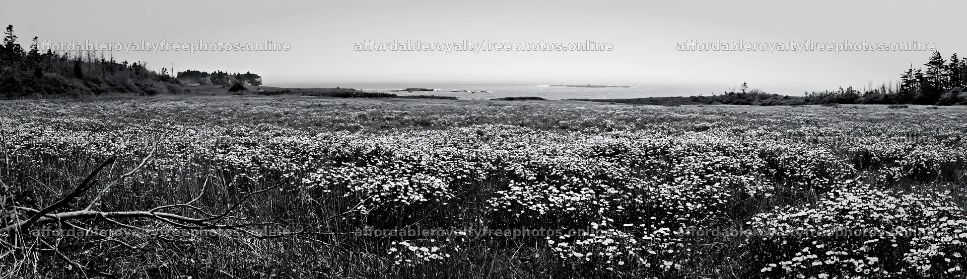 Yamagata rewilded meadow fallen branch foreground – royalty-free photos 14762x4268