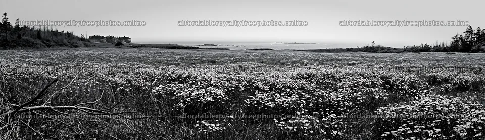 Yamagata rewilded meadow fallen branch foreground – royalty-free photos 14762x4268