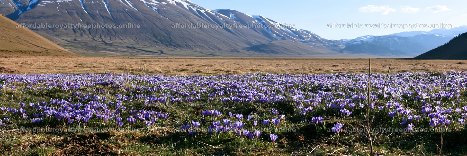 Meadow with blooming crocuses and mountain backdrop – royalty-free photos 13690x4602