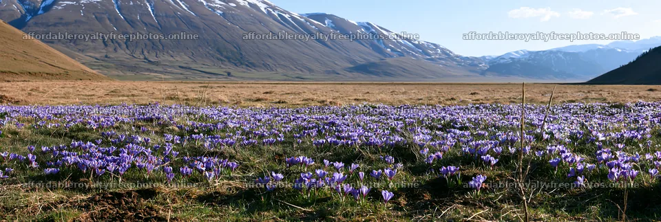 Meadow with blooming crocuses and mountain backdrop – royalty-free photos 13690x4602