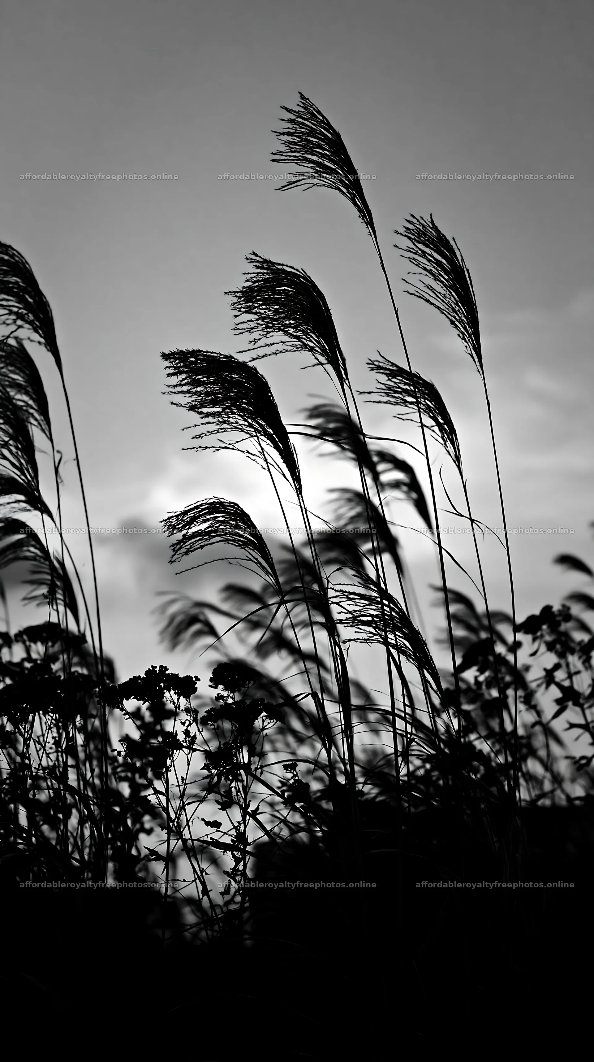 Tokyo urban biodiversity meadow with seedheads at sunset – royalty-free photos 5938x10608