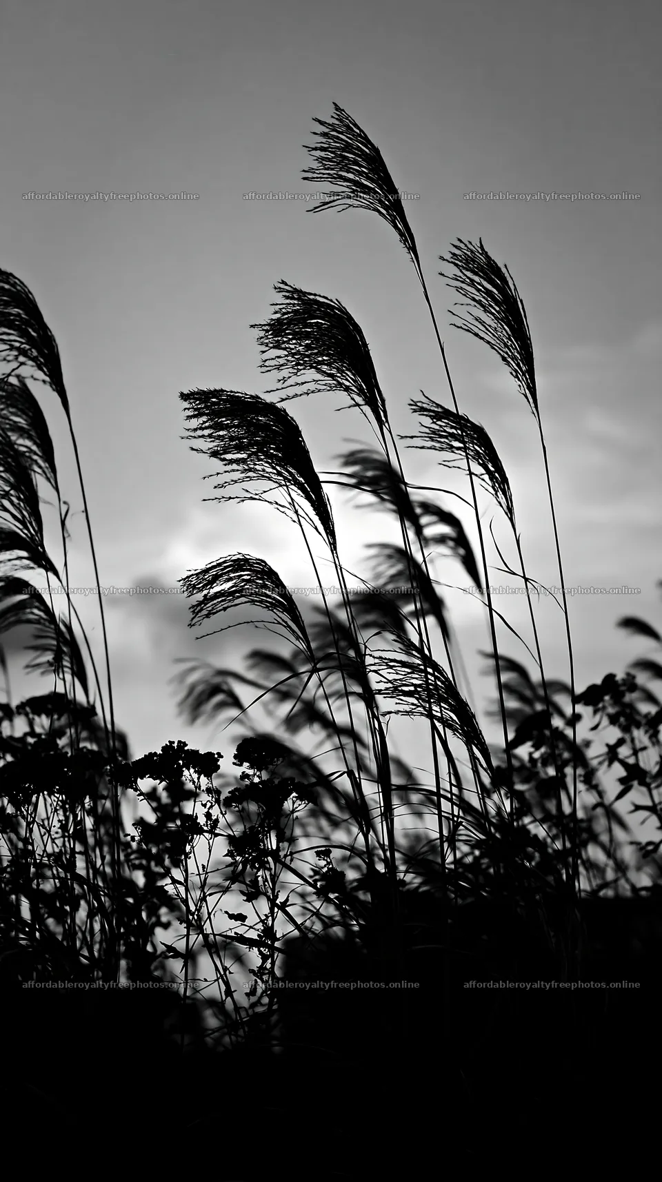 Tokyo urban biodiversity meadow with seedheads at sunset – royalty-free photos 5938x10608