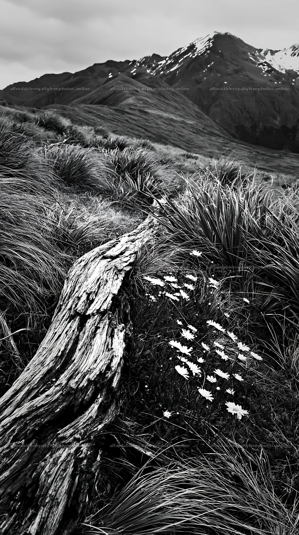 Weathered log in meadow with wildflowers and mountains – royalty-free photos 5938x10608