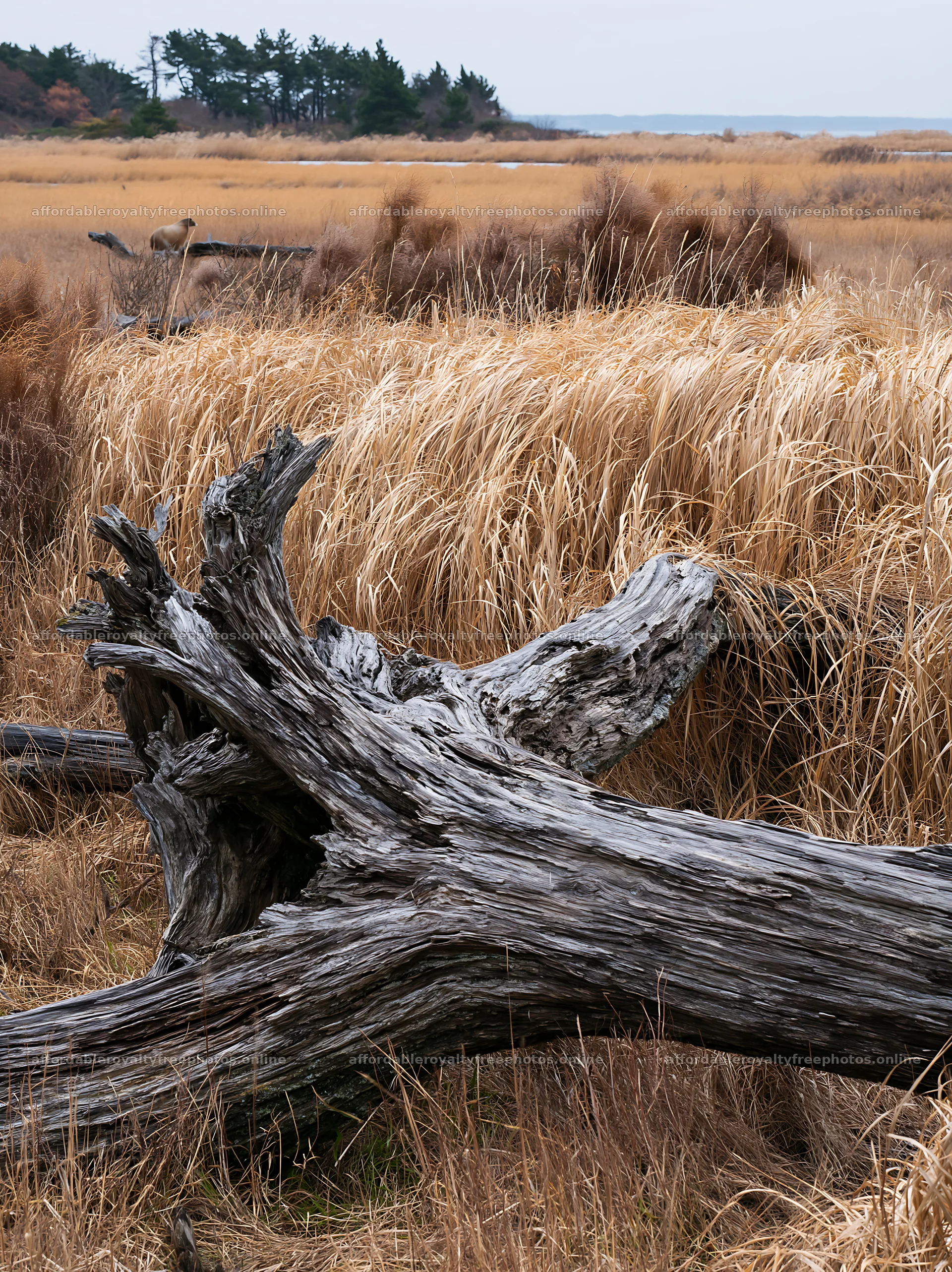 Chiba coastal climate meadow driftwood in foreground – royalty-free photos 6866x9174