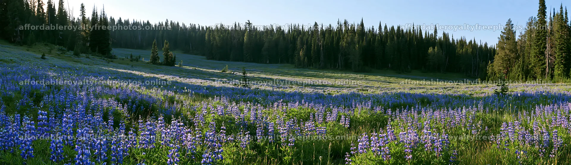 Meadow flowers with woodland in the background and open – royalty-free photos 14762x4268