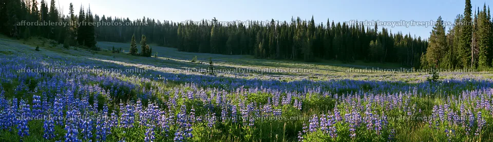 Meadow flowers with woodland in the background and open – royalty-free photos 14762x4268