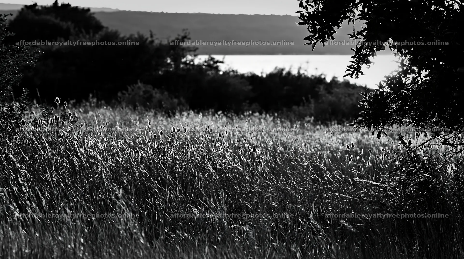 Lakeshore view of apple meadow with tall grass and – royalty-free photos 10608x5938
