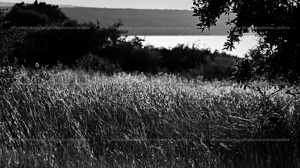 Lakeshore view of apple meadow with tall grass and – royalty-free photos 10608x5938