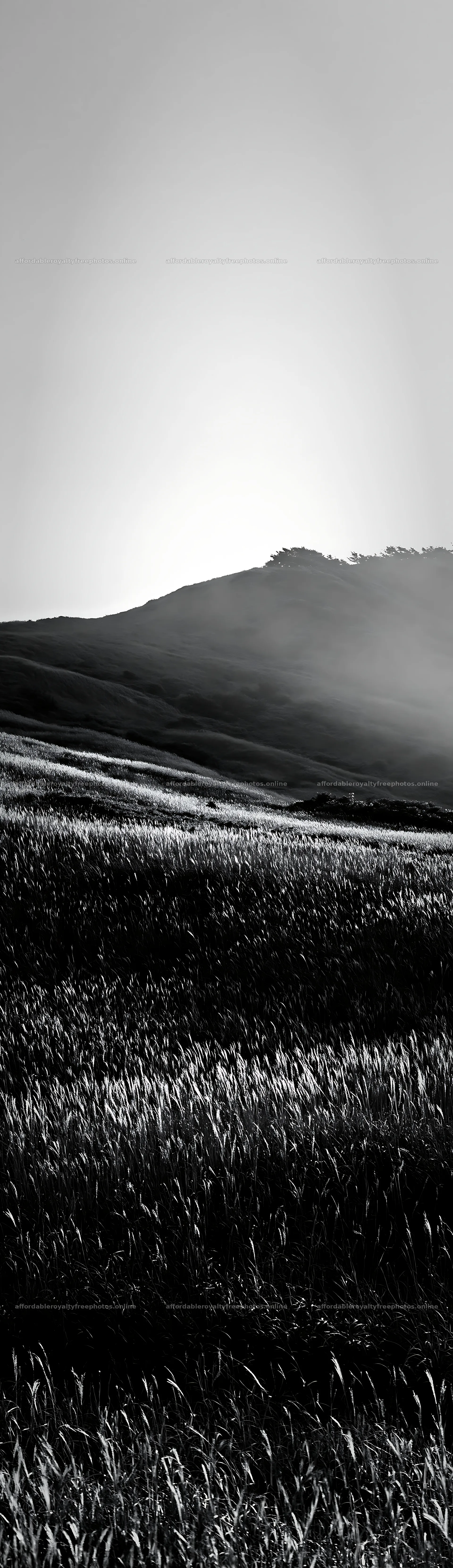 Tottori windy meadow with dune grasses at sunset – royalty-free photos 4268x14762