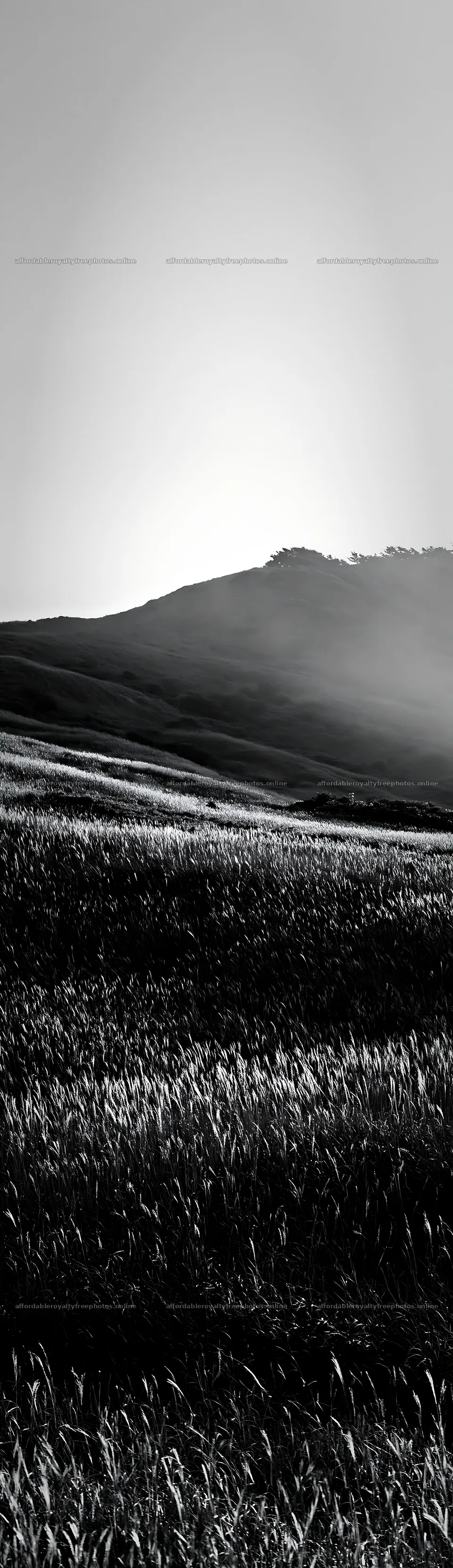 Tottori windy meadow with dune grasses at sunset – royalty-free photos 4268x14762
