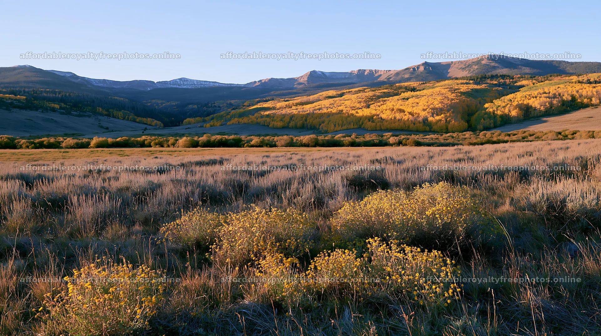 Autumn meadow with yellow flowers and distant mountains – royalty-free photos 10608x5938