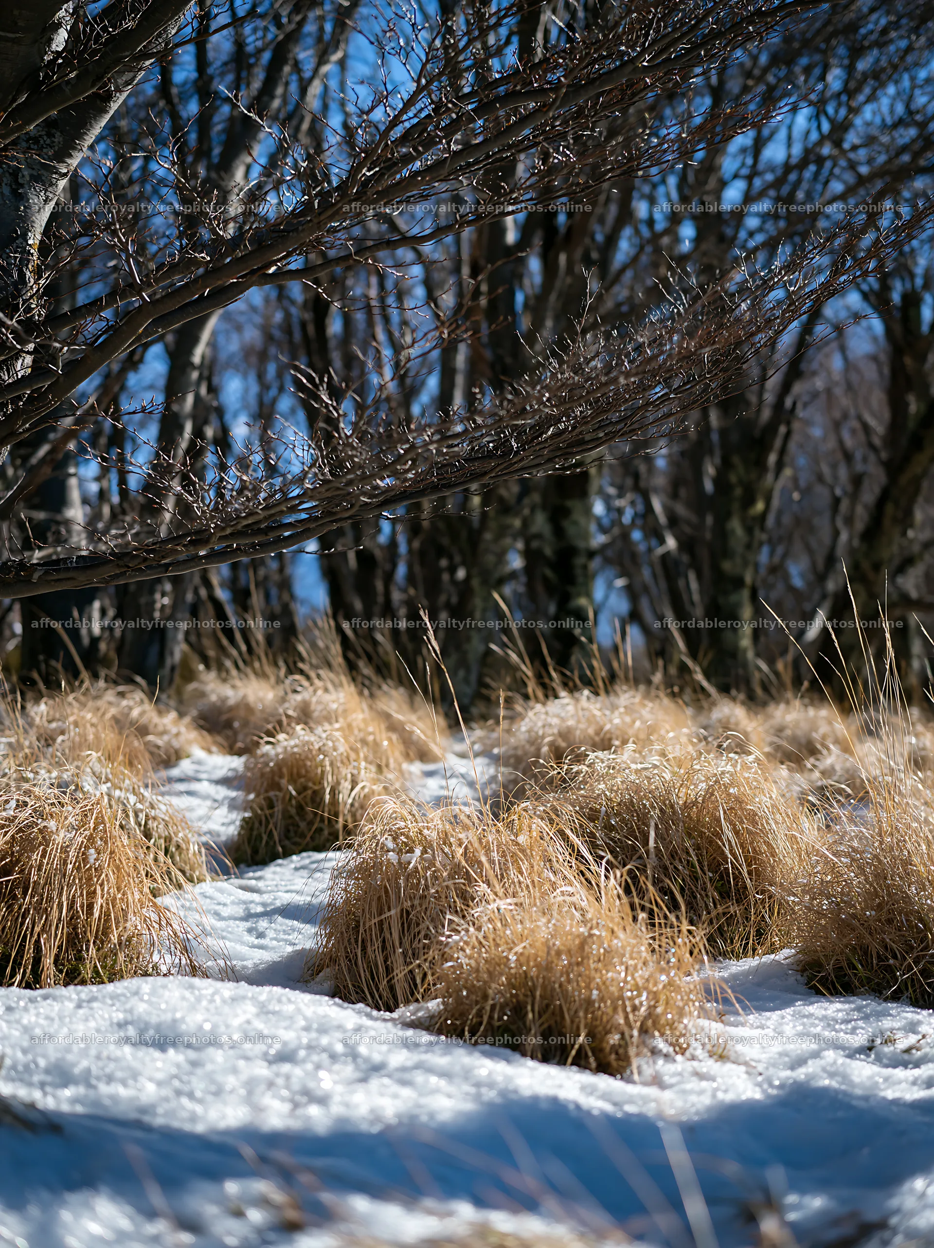 Snow-covered meadow in Torres del Paine with dry grass – royalty-free photos 6866x9174
