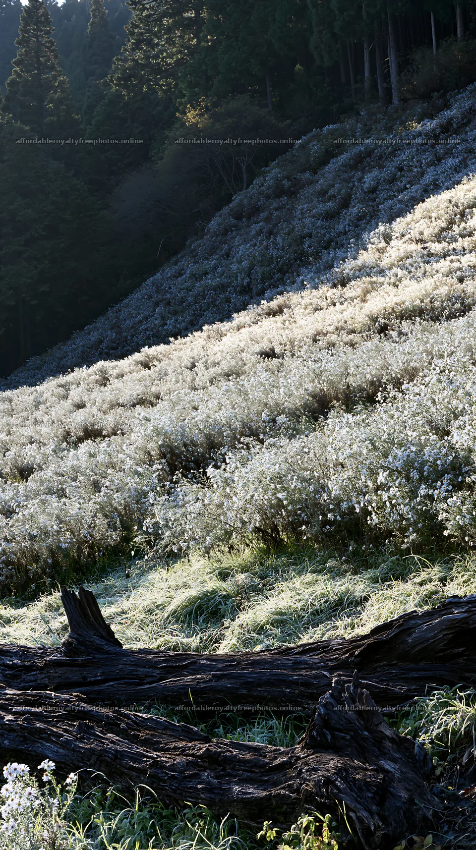 Wakayama autumn meadow weathered wood foreground – royalty-free photos 5938x10608