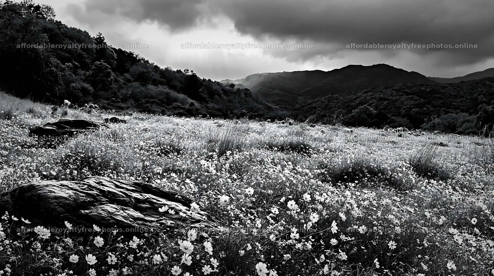 Kyoto spring wildflower meadow stone foreground – royalty-free photos 10608x5938