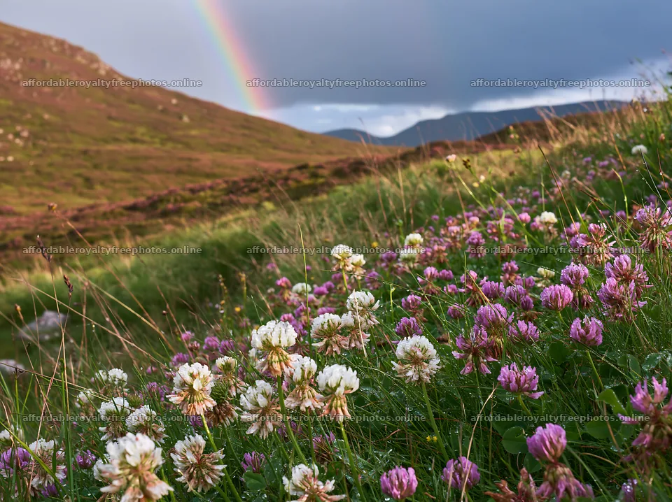 Colorful clover meadow with a rainbow over mountains – royalty-free photos 9174x6866