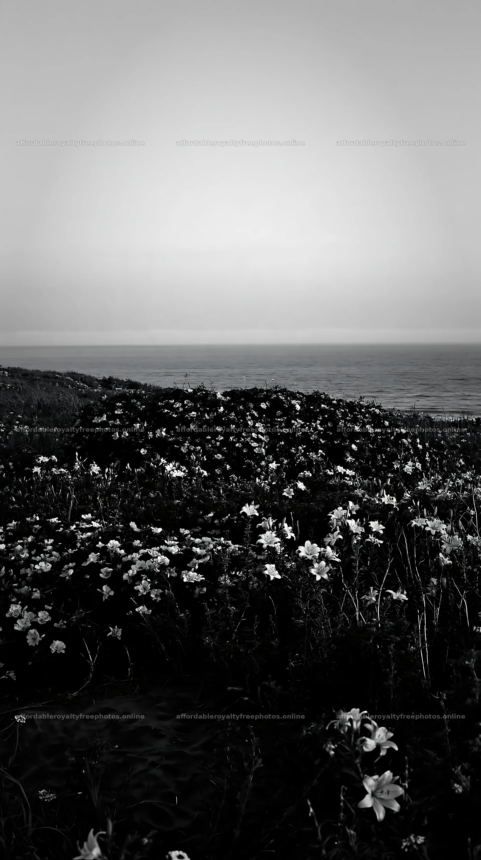 Flower meadow by the beach at dusk with ocean in – royalty-free photos 5938x10608