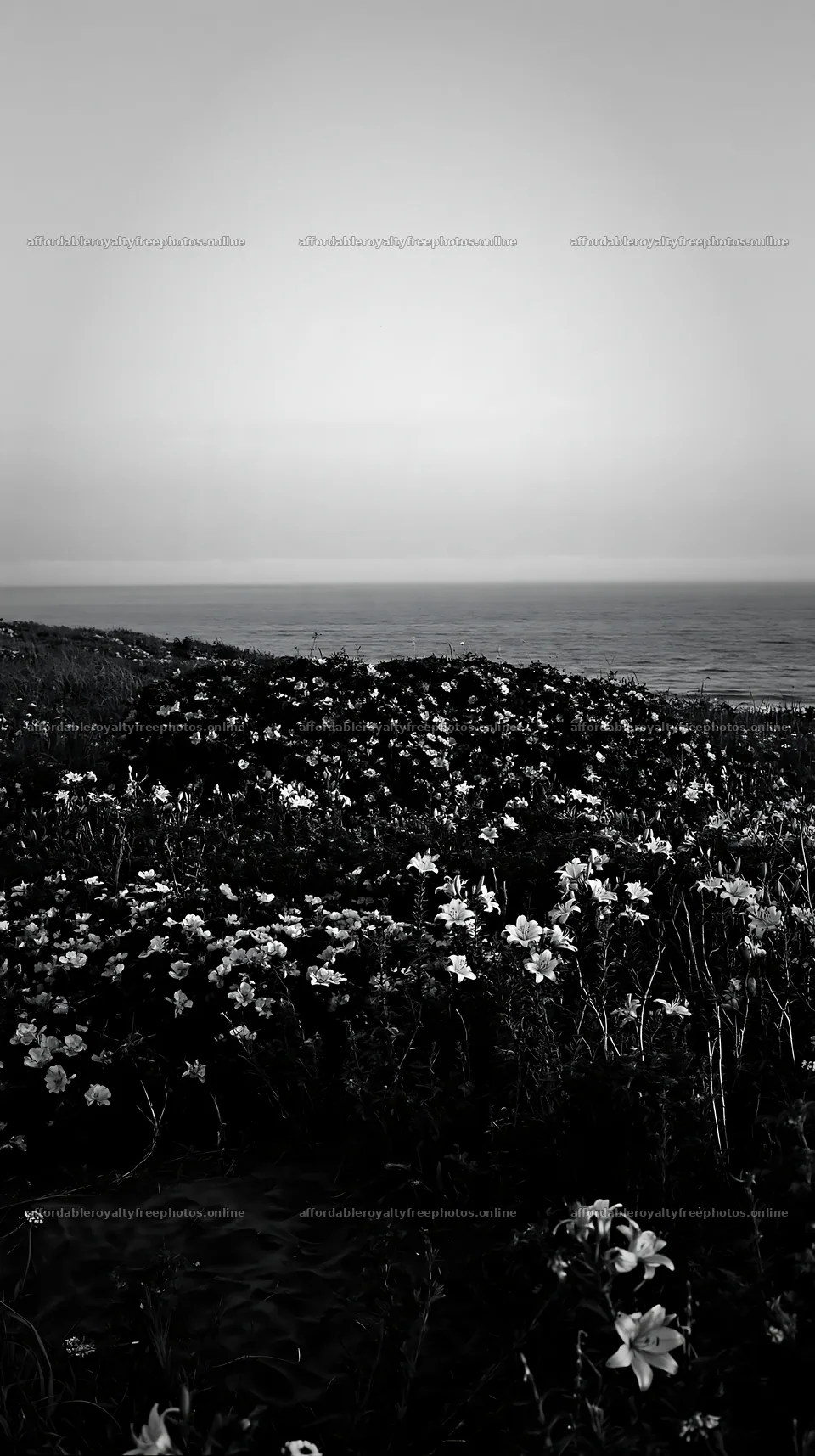 Flower meadow by the beach at dusk with ocean in – royalty-free photos 5938x10608