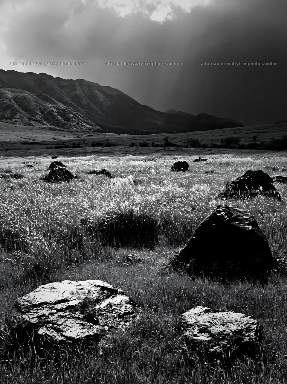 Restored Kumamoto silver grass meadow with boulders – royalty-free photos 6866x9174